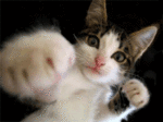 le chat ki fè mal aux Hommes